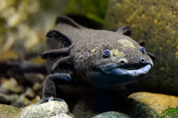 Why Are Your Baby Axolotl's Dying?