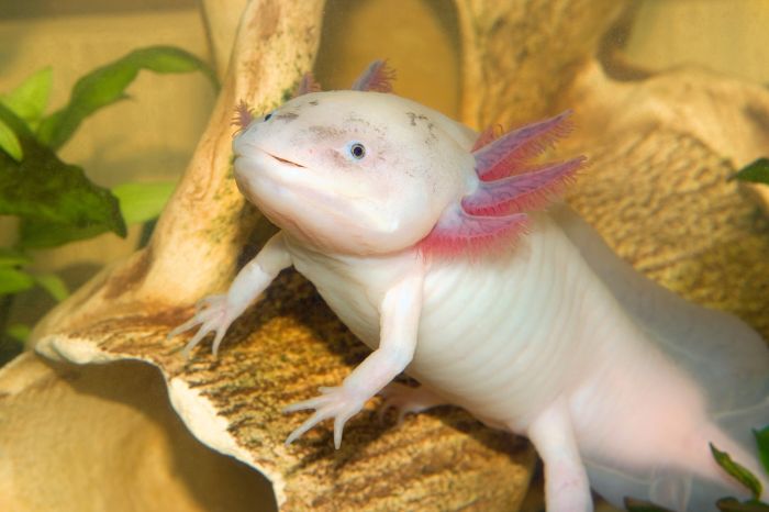 Are Axolotls Good Pets? Yes Or No.