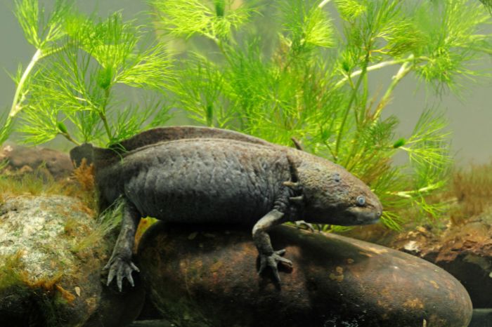 What are some potential downsides to owning a pet axolotl?