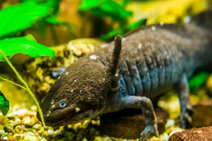 What Should You Know Keeping a Pet Axolotl?