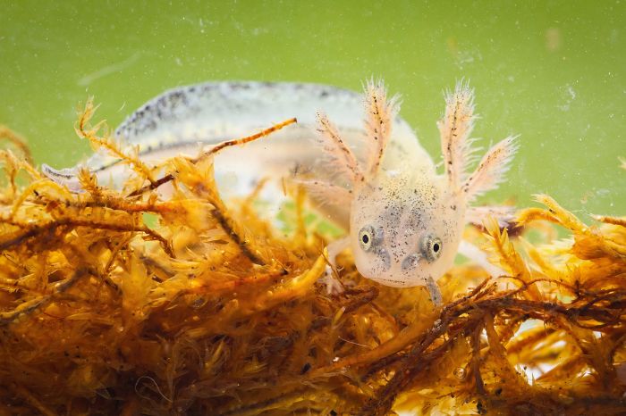 Things to know before getting an Axolotl pet