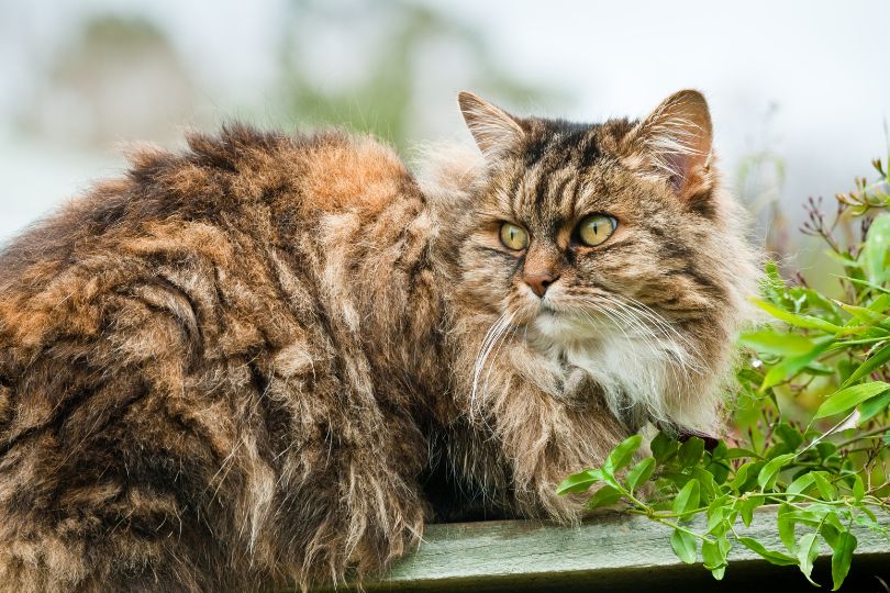 Why Brown Cats Are Rare? | Hubhey: For Everyone