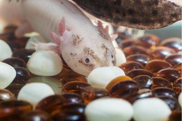 What are some tips for choosing an Axolotl?