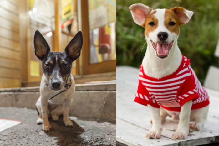 Jack Russell Vs. Rat Terrier Comparison - Which One Is Better?