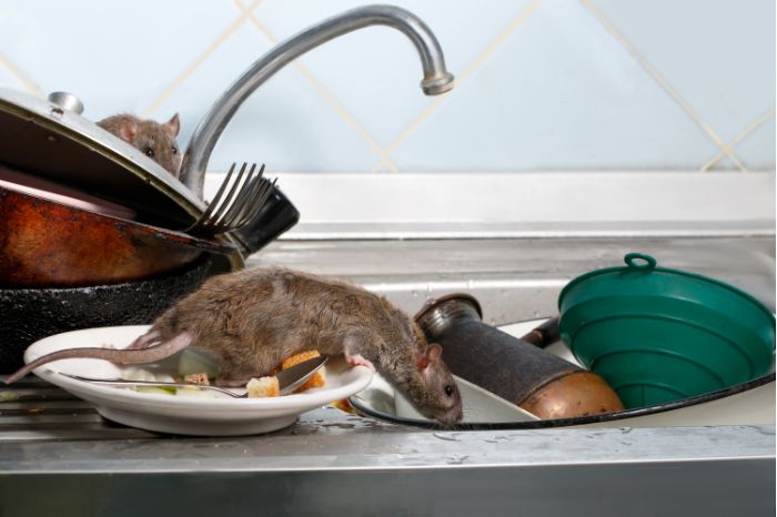 How To Get Rid of Mouse Urine Smell: 7 Easy Proven Tips | Hubhey: For