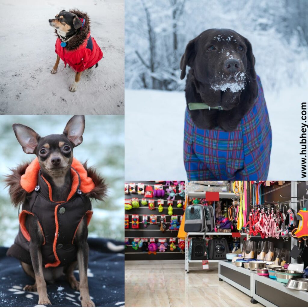 Best Winter Clothes For Dogs Hubhey For Everyone