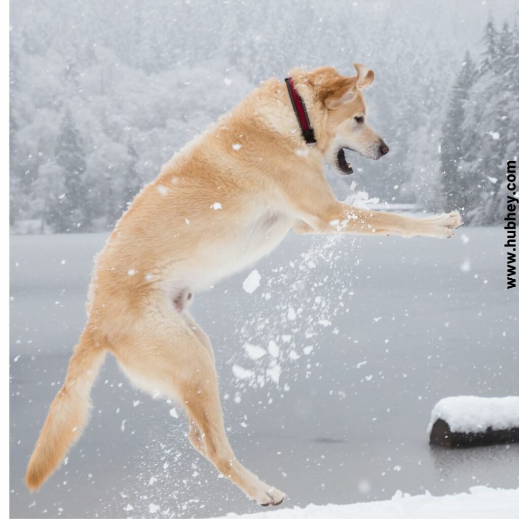 Hypothermia In Dogs- Is It Life Threatening? | Hubhey: For Everyone