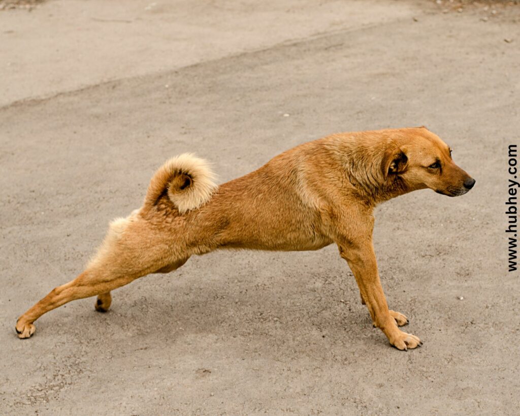 Dog Doing Camel Stretch