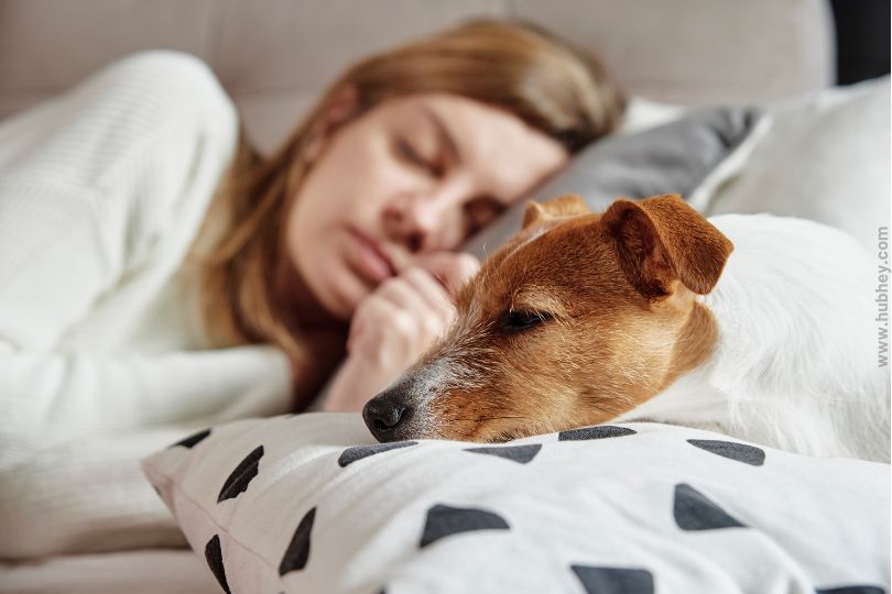 9 Reasons Why Dogs Breathe Fast When Sleeping Hubhey For Everyone