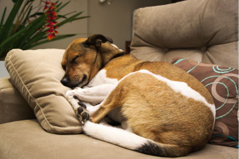 9 Reasons Why Dogs Breathe Fast While Sleeping