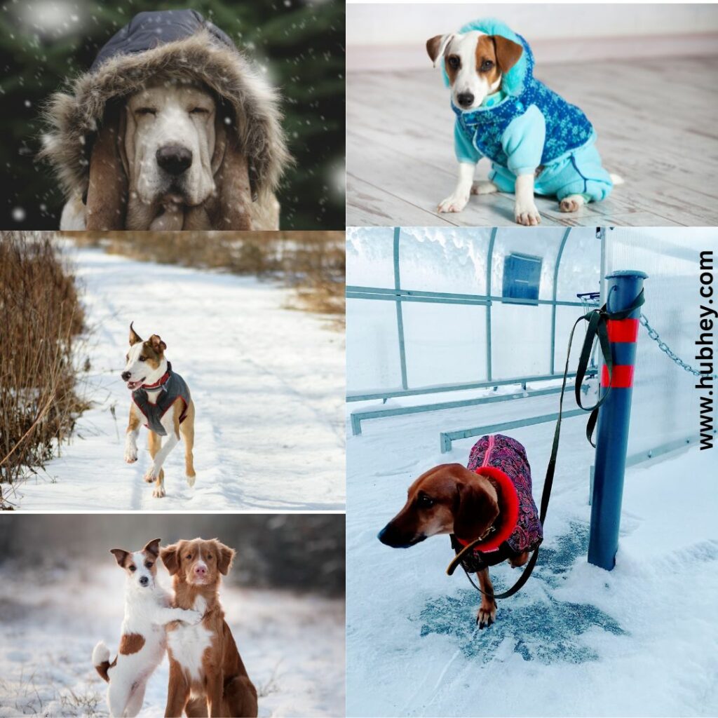  Top 5 Ways Your Dog Can Survive Winters