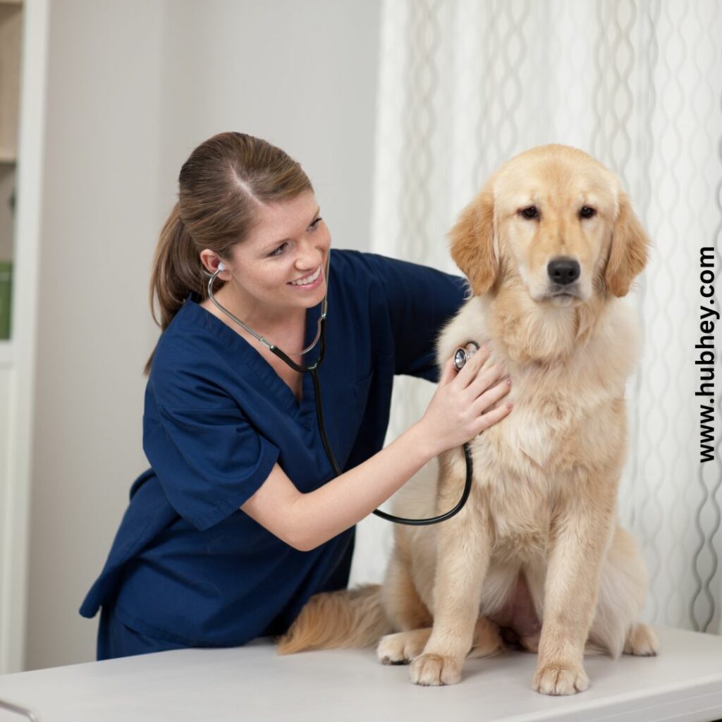  What Vet Says About Dog Care In Winters?