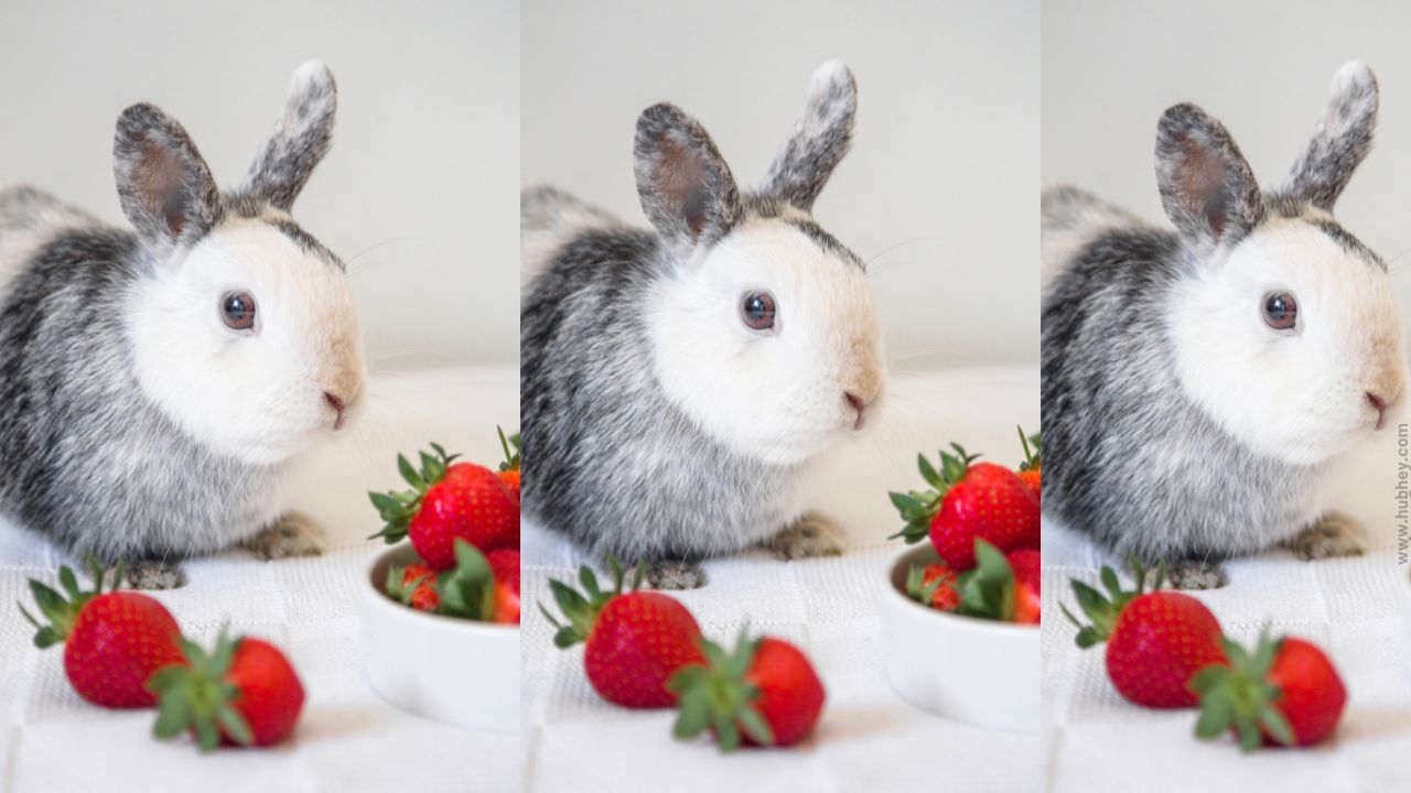 Can Rabbits Eat Strawberries? Hubhey For Everyone