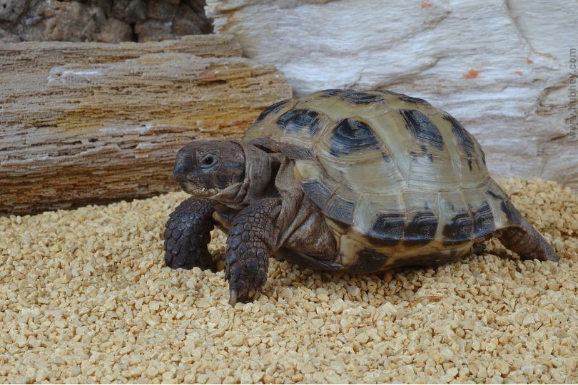 Best Food For Russian Tortoise | Hubhey: For Everyone