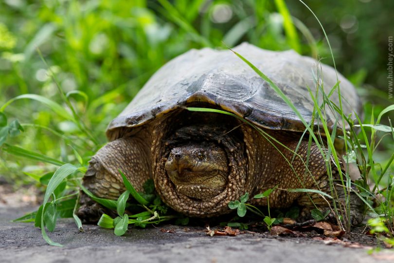 Best Food For Russian Tortoise | Hubhey: For Everyone