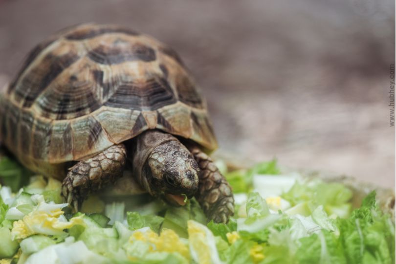 Best Food For Russian Tortoise | Hubhey: For Everyone